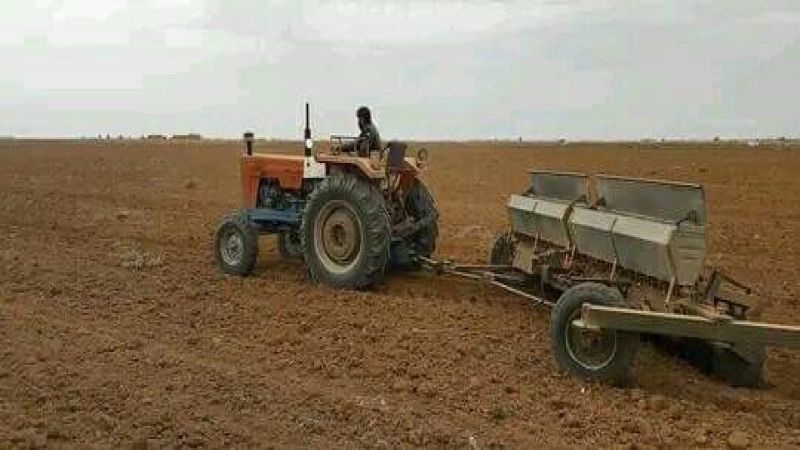 الجزيرة السورية: موسم قمح وفير.. والاحتلال الأمريكي يخطط للسطو عليه