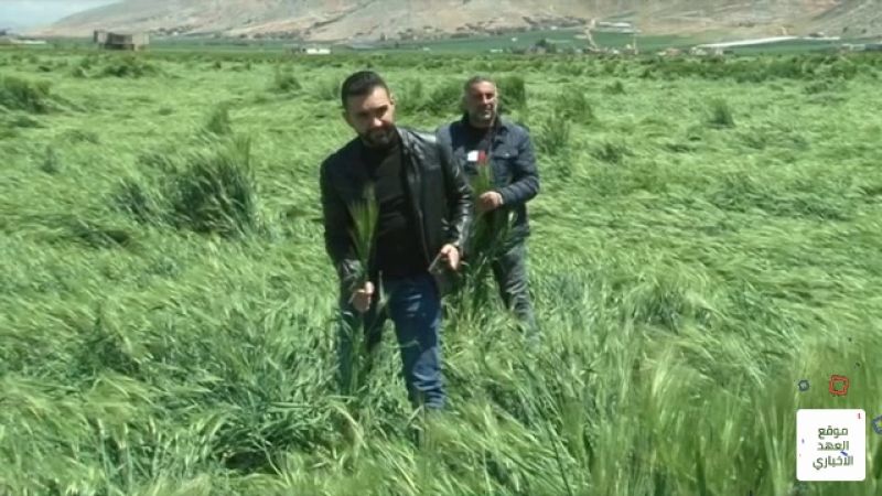 مزارعو القمح والشعير في البقاع الغربي يناشدون الجهات المعنية بعد العاصفة 