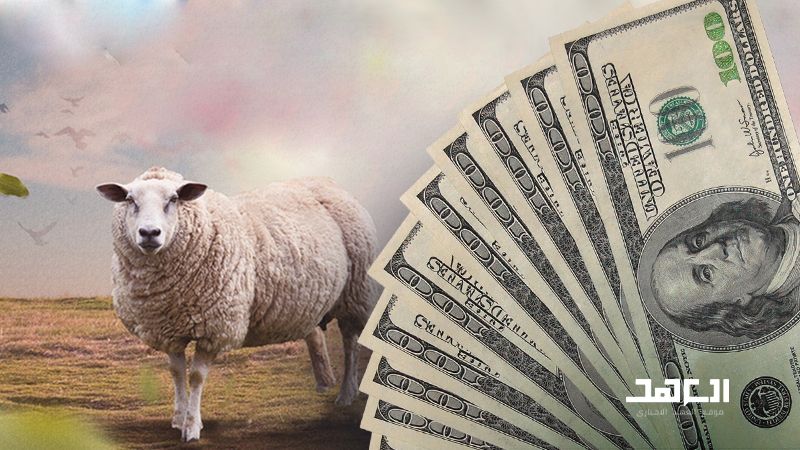 أضاحي العيد بأسعار عالية