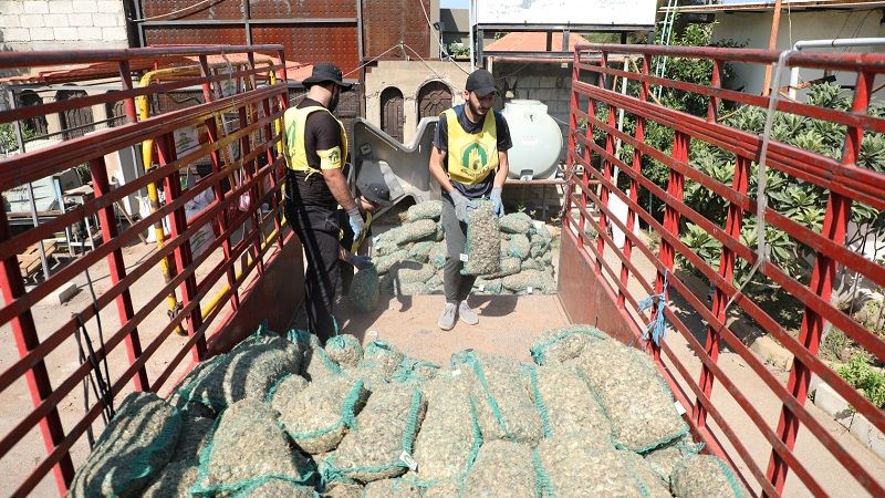 "جهاد البناء" تُباشر في عملية زراعة الزعفران في لبنان