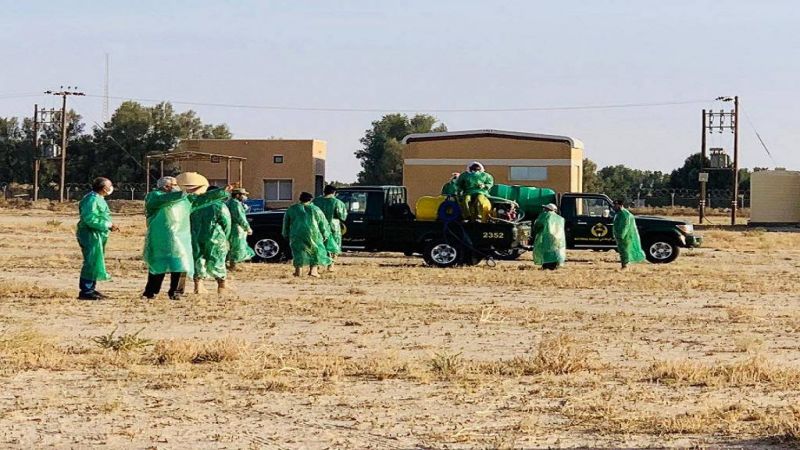 الجراد الصحراوي ينتشر في الكويت والسلطات تستنفر