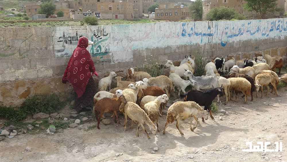 امرأة الريف اليماني تقود بلادها نحو الاكتفاء والتنمية