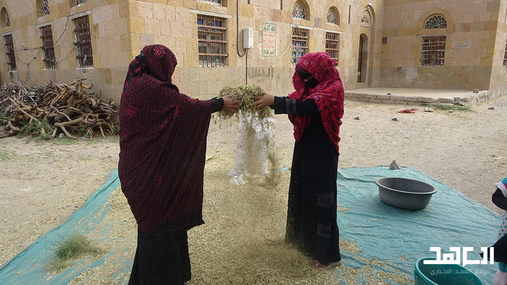 امرأة الريف اليماني تقود بلادها نحو الاكتفاء والتنمية
